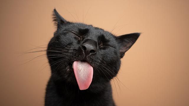Gato gracioso