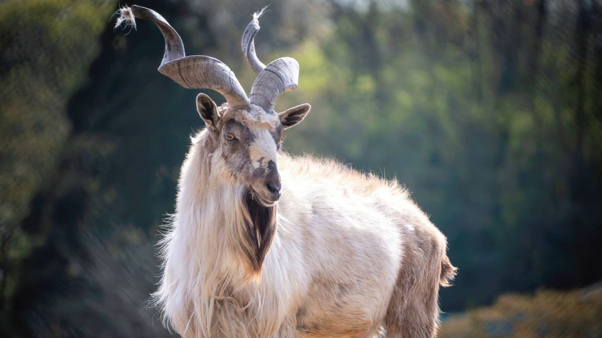Los animales con cuernos pertenecen sobre todo a los mamíferos ungulados.