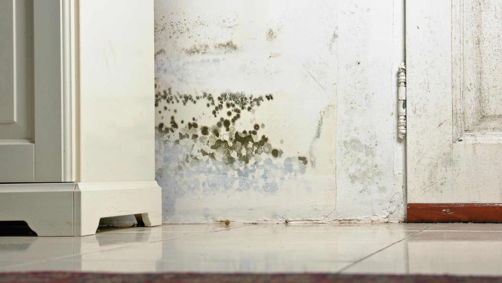 eliminar moho hongos muebles pared techos 2