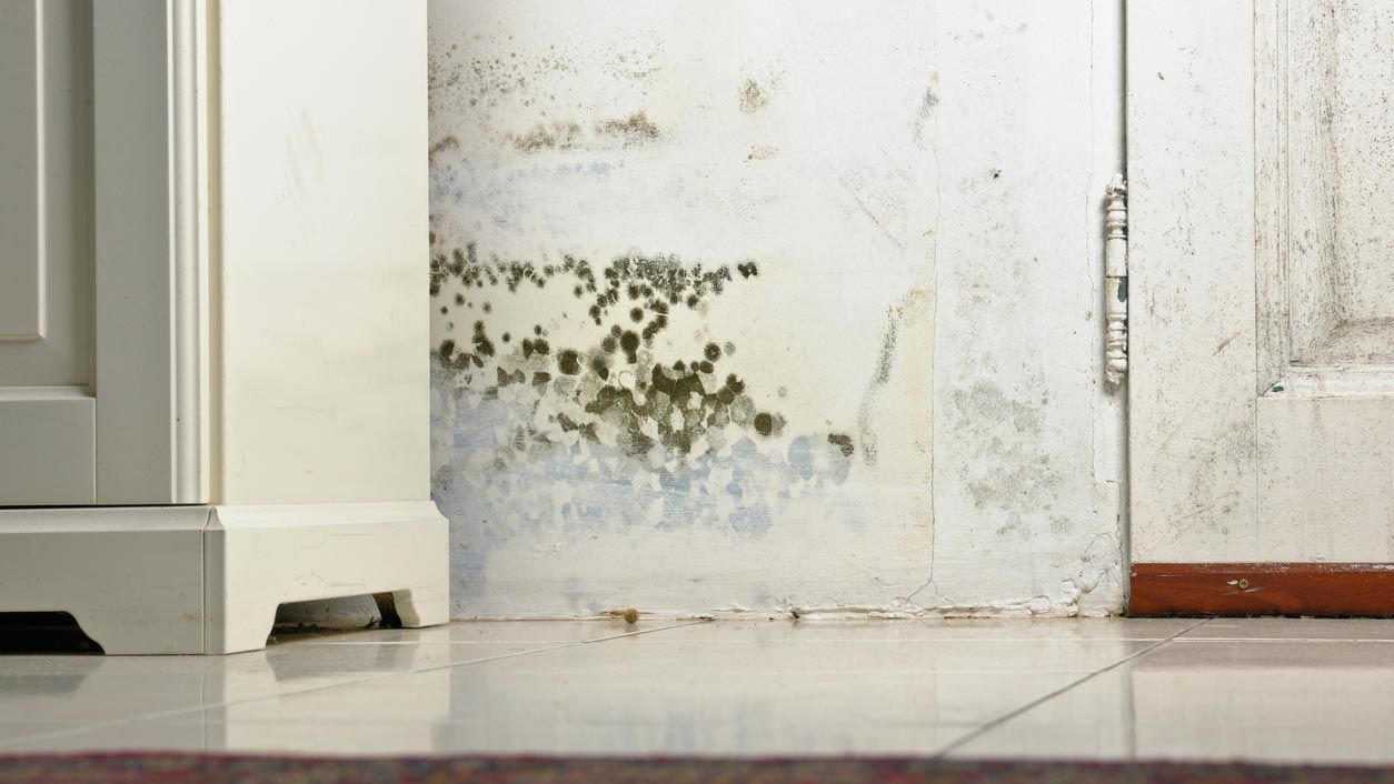 eliminar moho hongos muebles pared techos 2