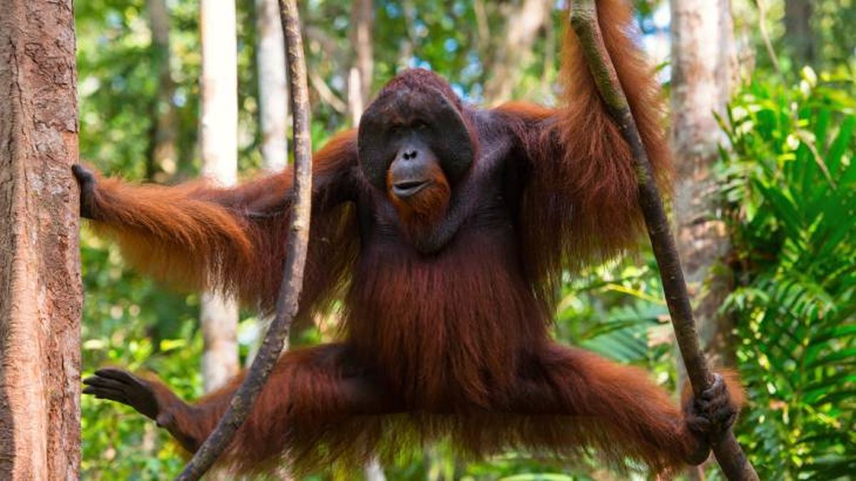 El orangután Rakus se ha curado su propia herida