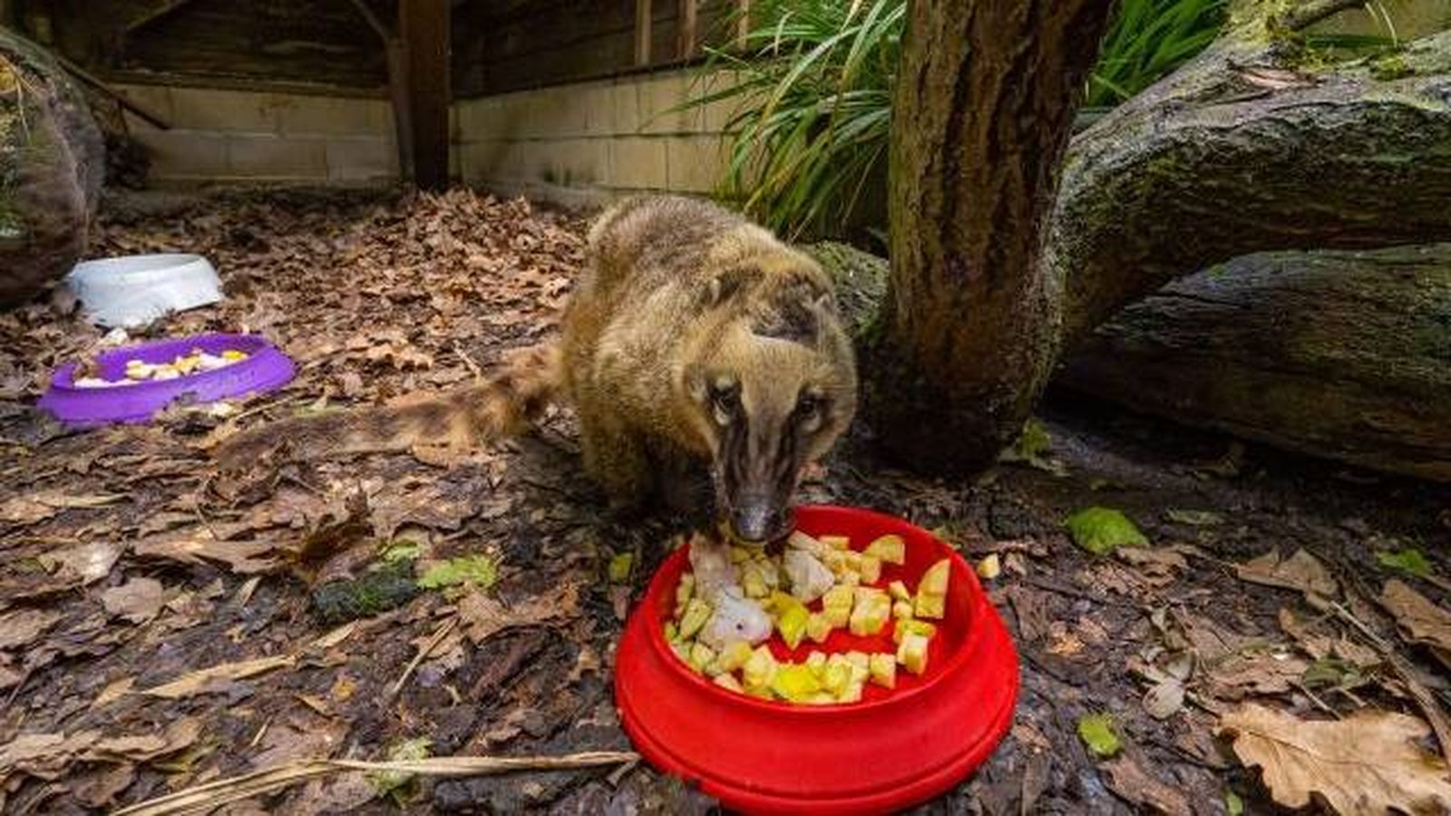 animales karpin centro acogida fauna silvestre coati