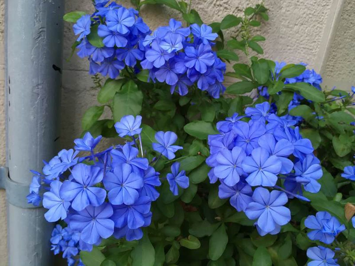 Esta planta de flores azules florece casi durante todo el año.