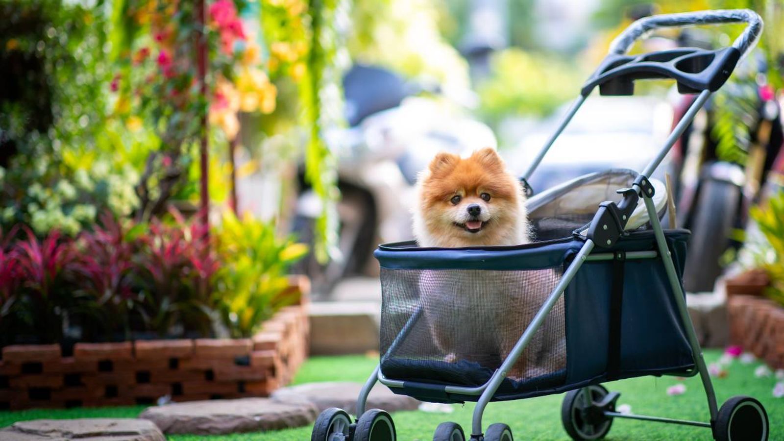 carritos para perros accesorio de paseo