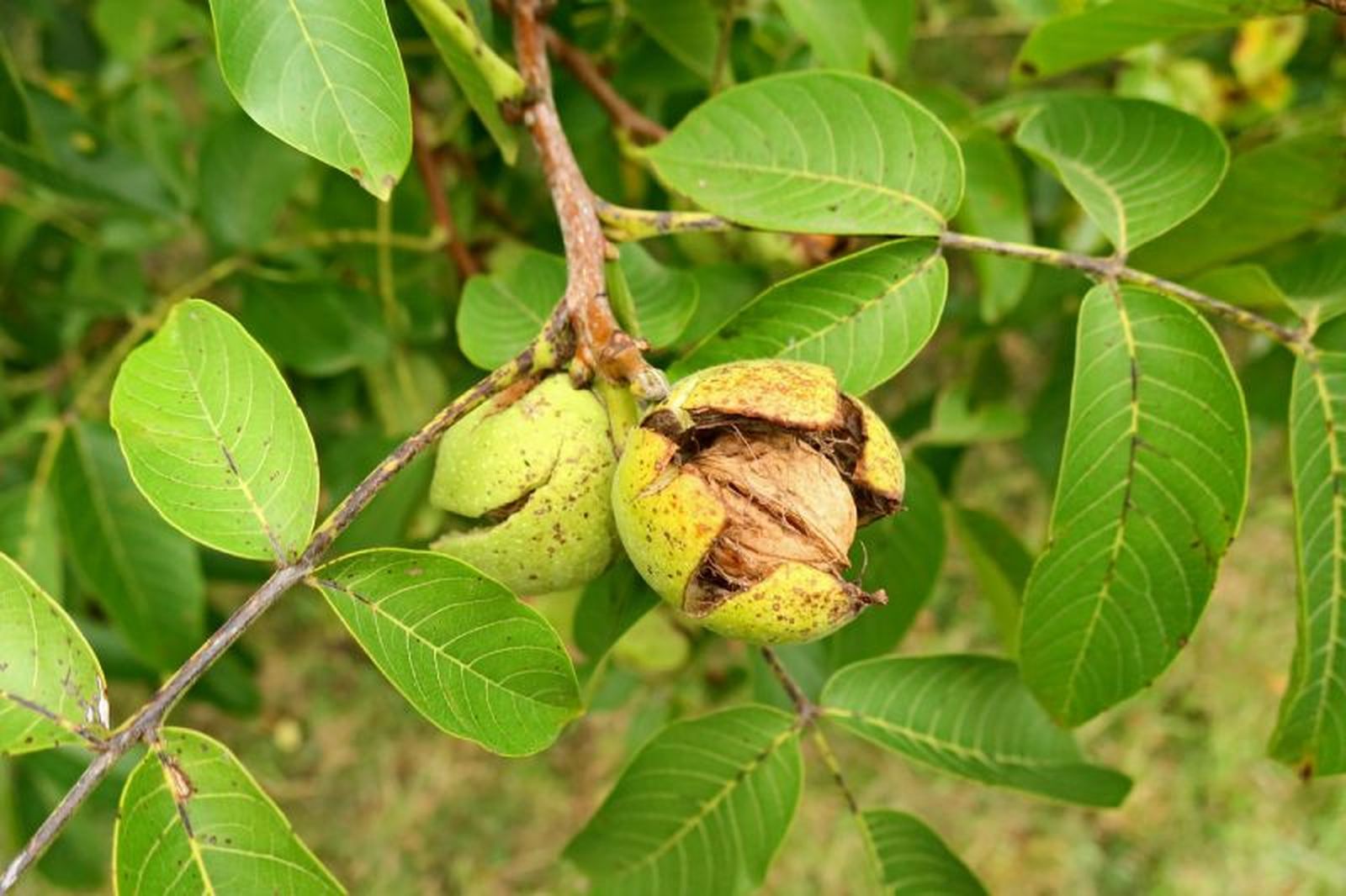 Nuez en un nogal europeo o Juglans regia