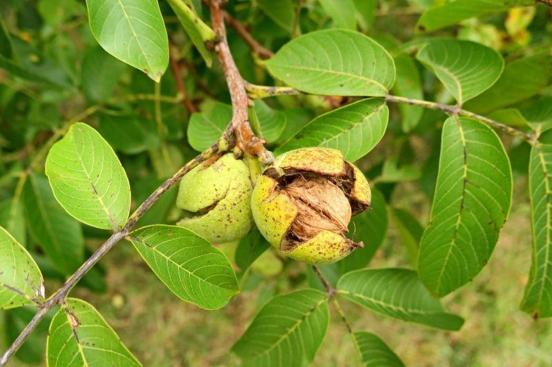 Nuez en un nogal europeo o Juglans regia