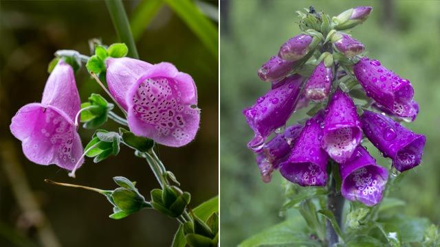 Digitalis purpurea