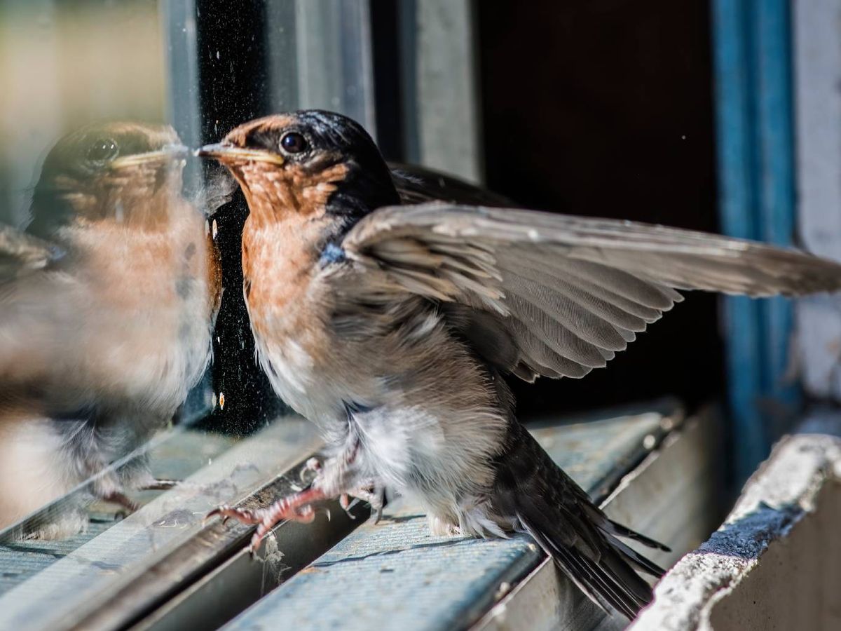 Las aves han sido consideradas como mensajeras de cambios o buenos augurios.