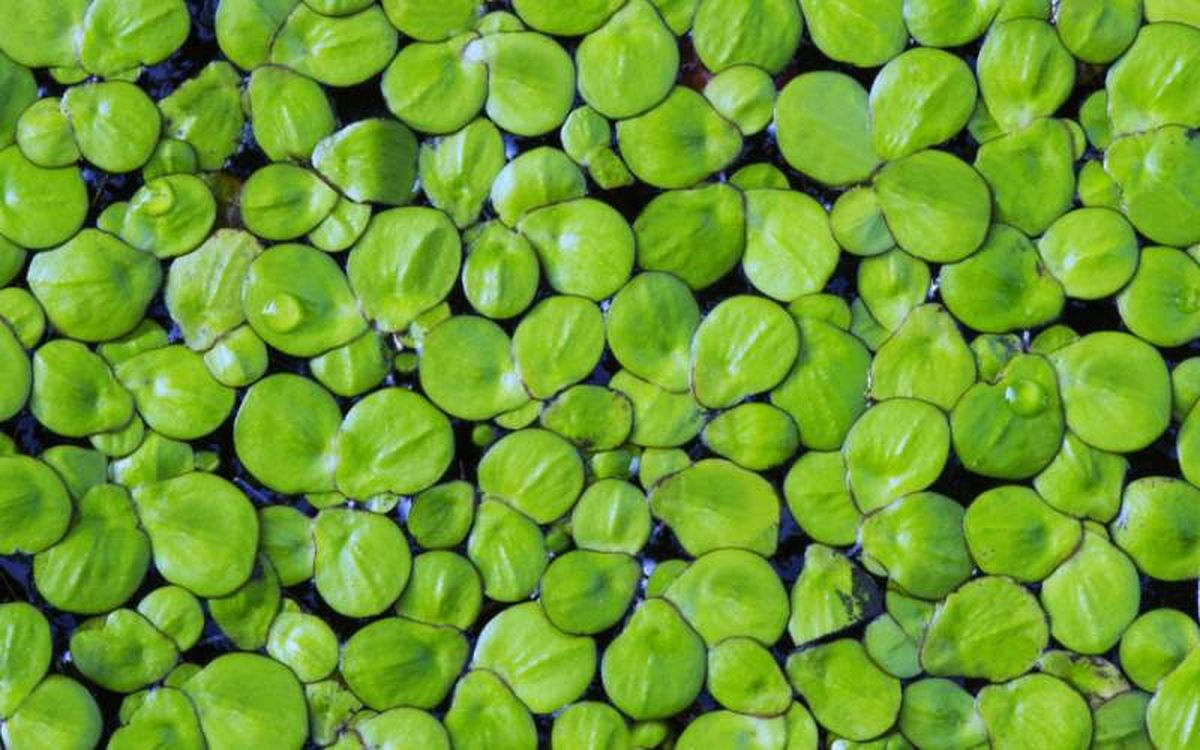 El superalimento que estudiará la NASA en la luna