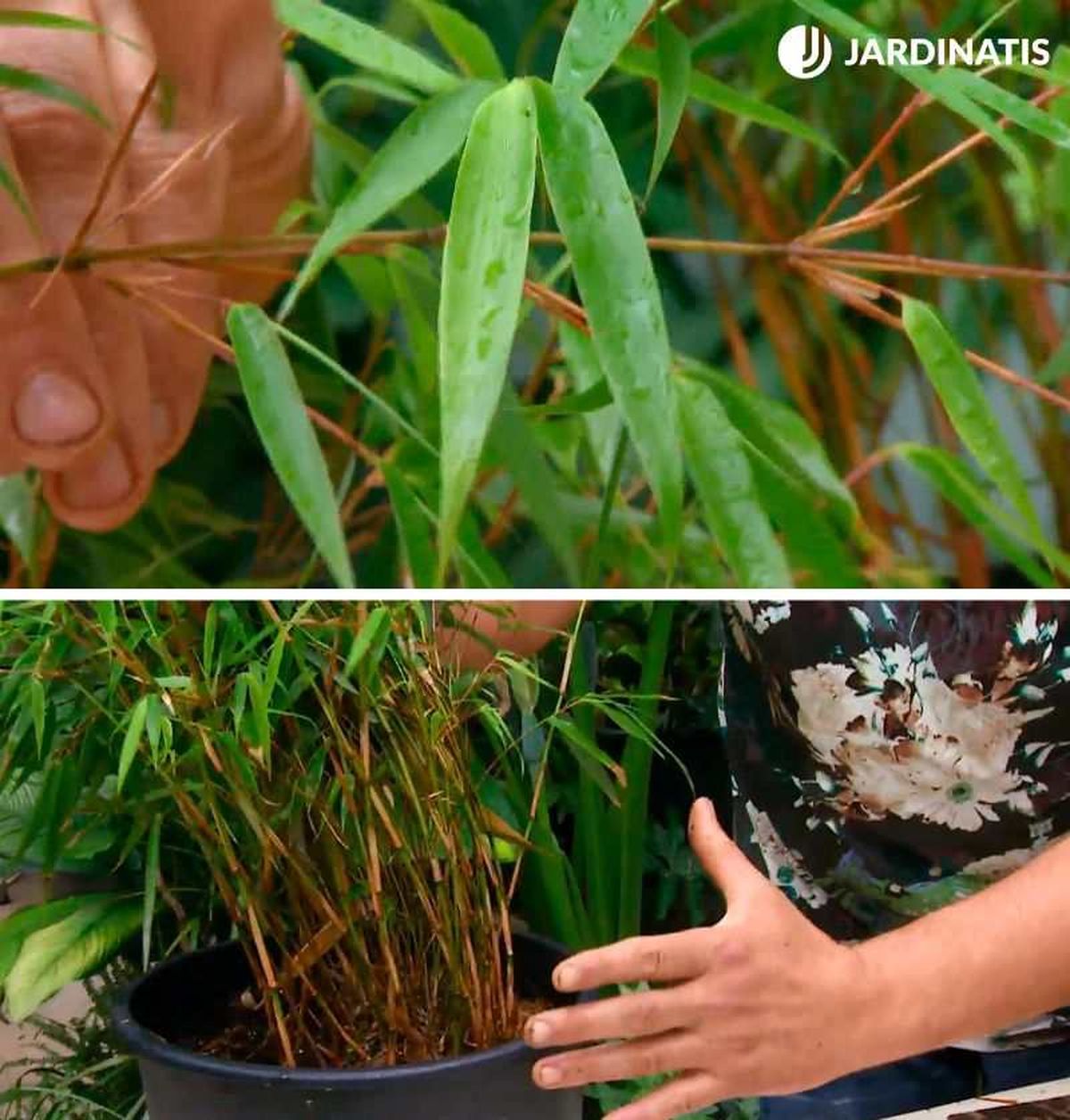 Fargesia Robusta Campbell y Fargesia Scabrida Asian