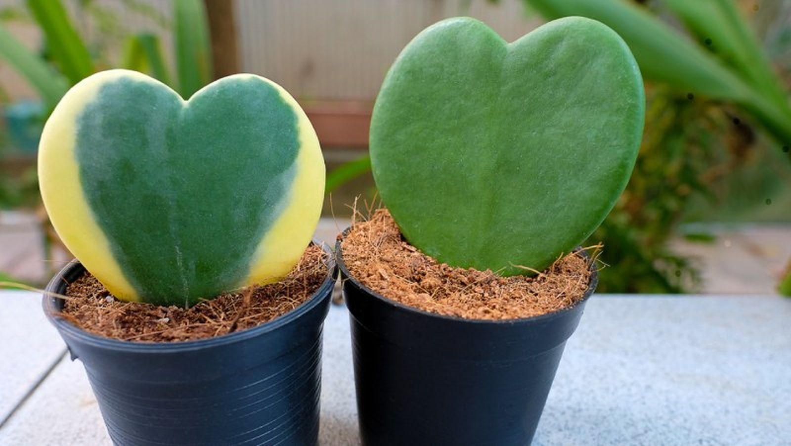Hoya kerrii.