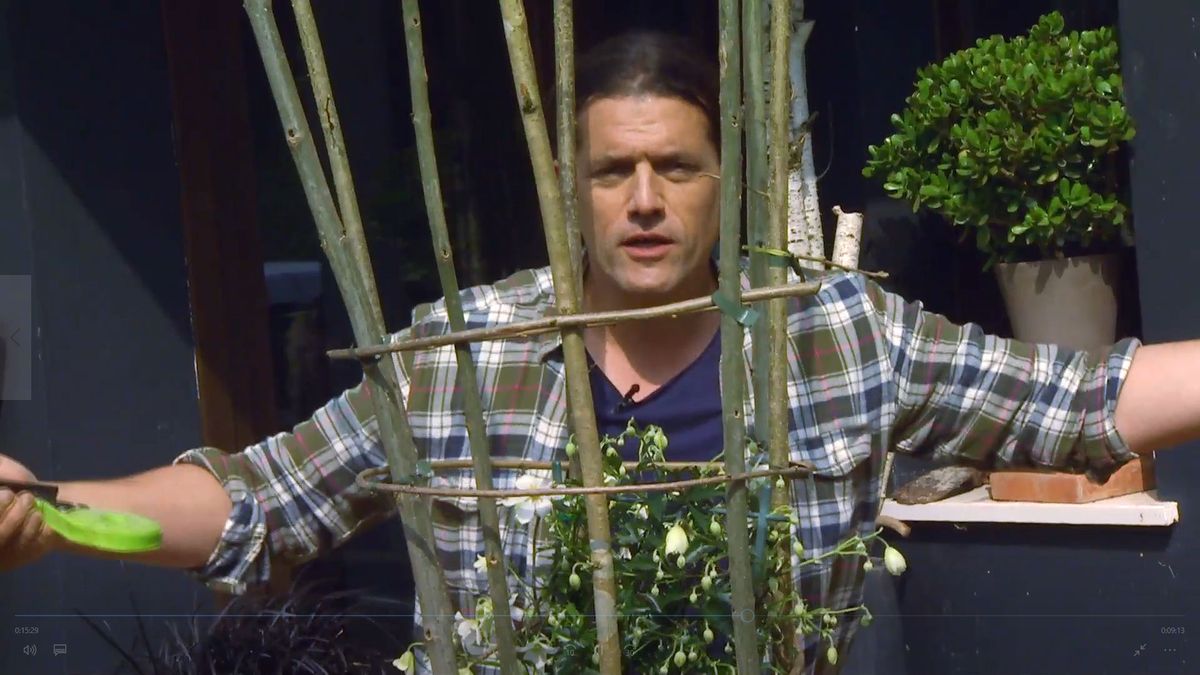 decogarden 653 variedad clematies paso 4