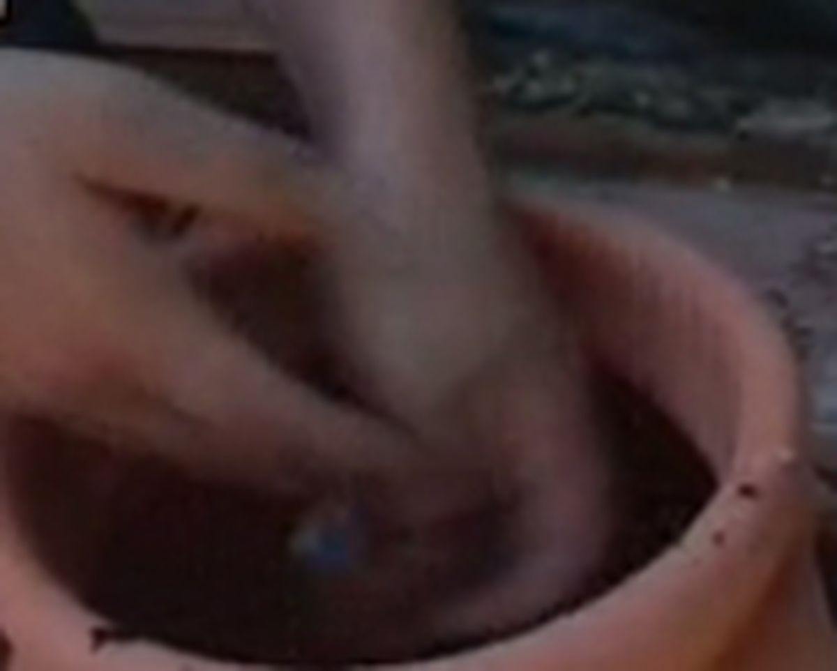 PASO1_Cultivar fresas maceta