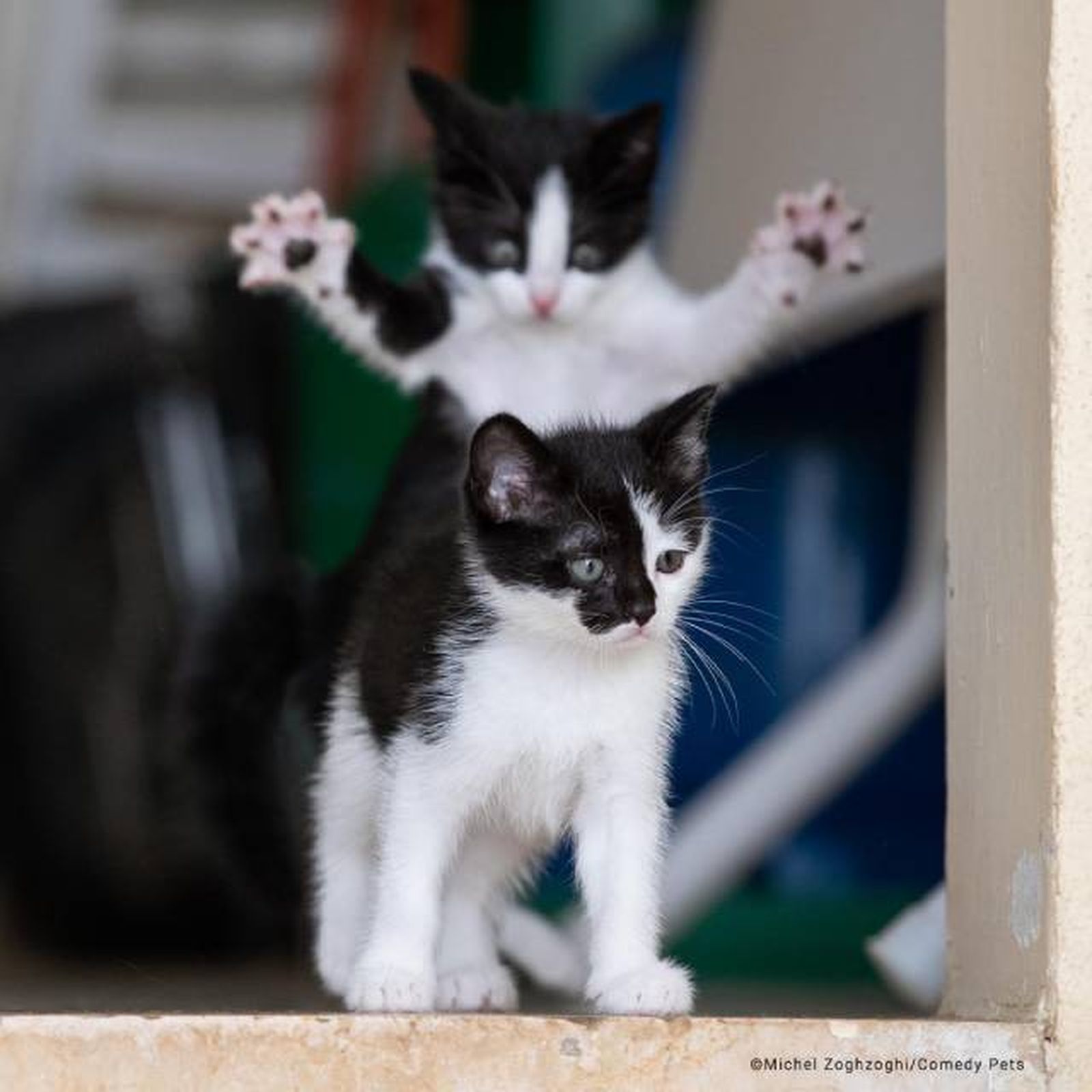 finalista1 premios fotografia Comedy Pet Photo Awards 2023