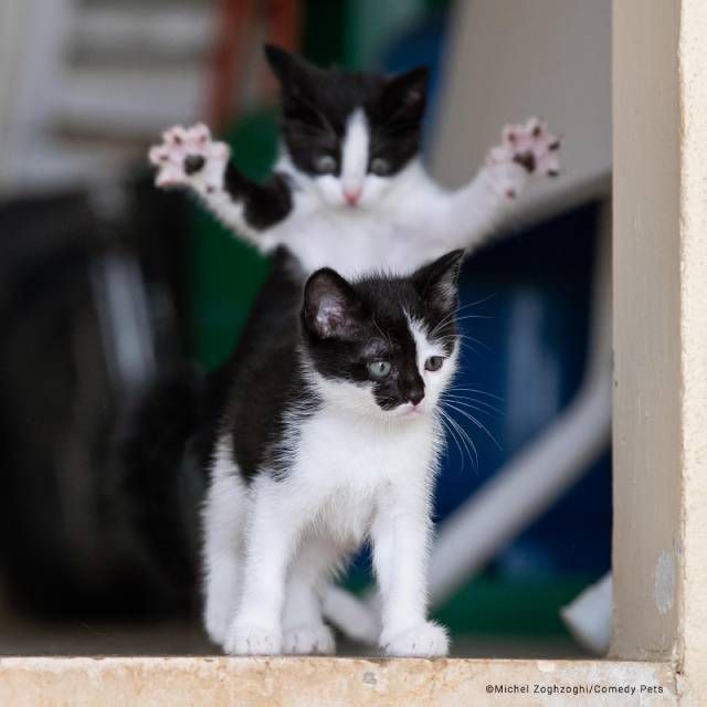 finalista1 premios fotografia Comedy Pet Photo Awards 2023