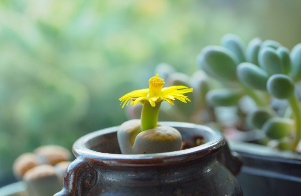 La flor es muy similar a la de las margaritas