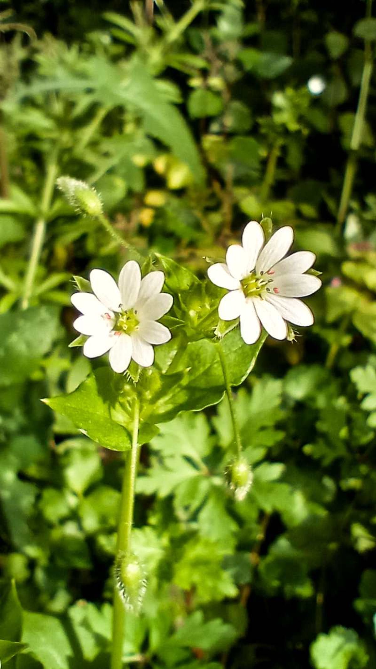 Flor de la planta pamplina.