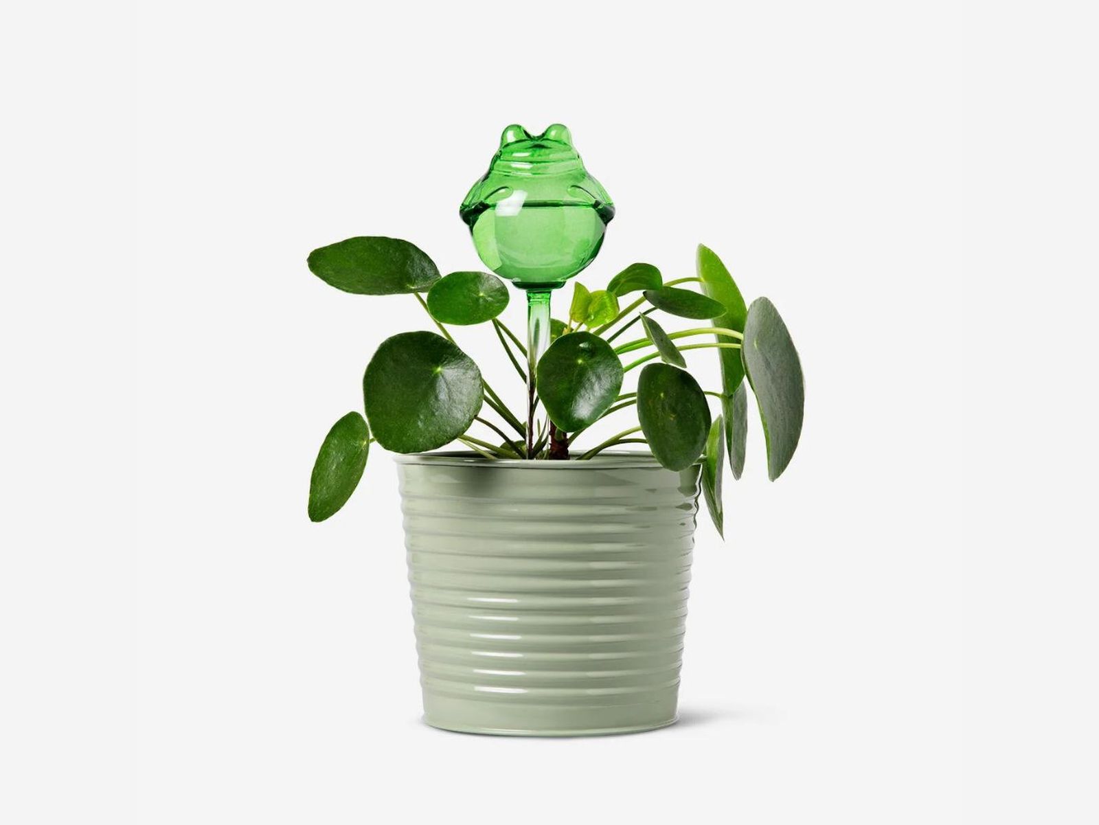 Riego automático para plantas en forma de rana