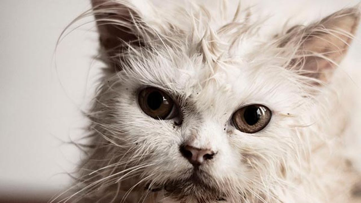 10 fotos de gatos mojados 2