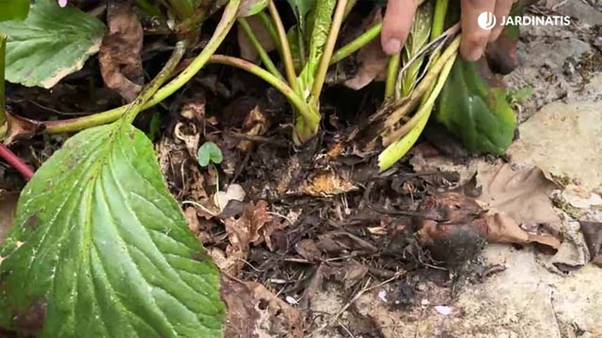 hortensia de invierno bergenia crassifolia rizomas jardinatis 10 22