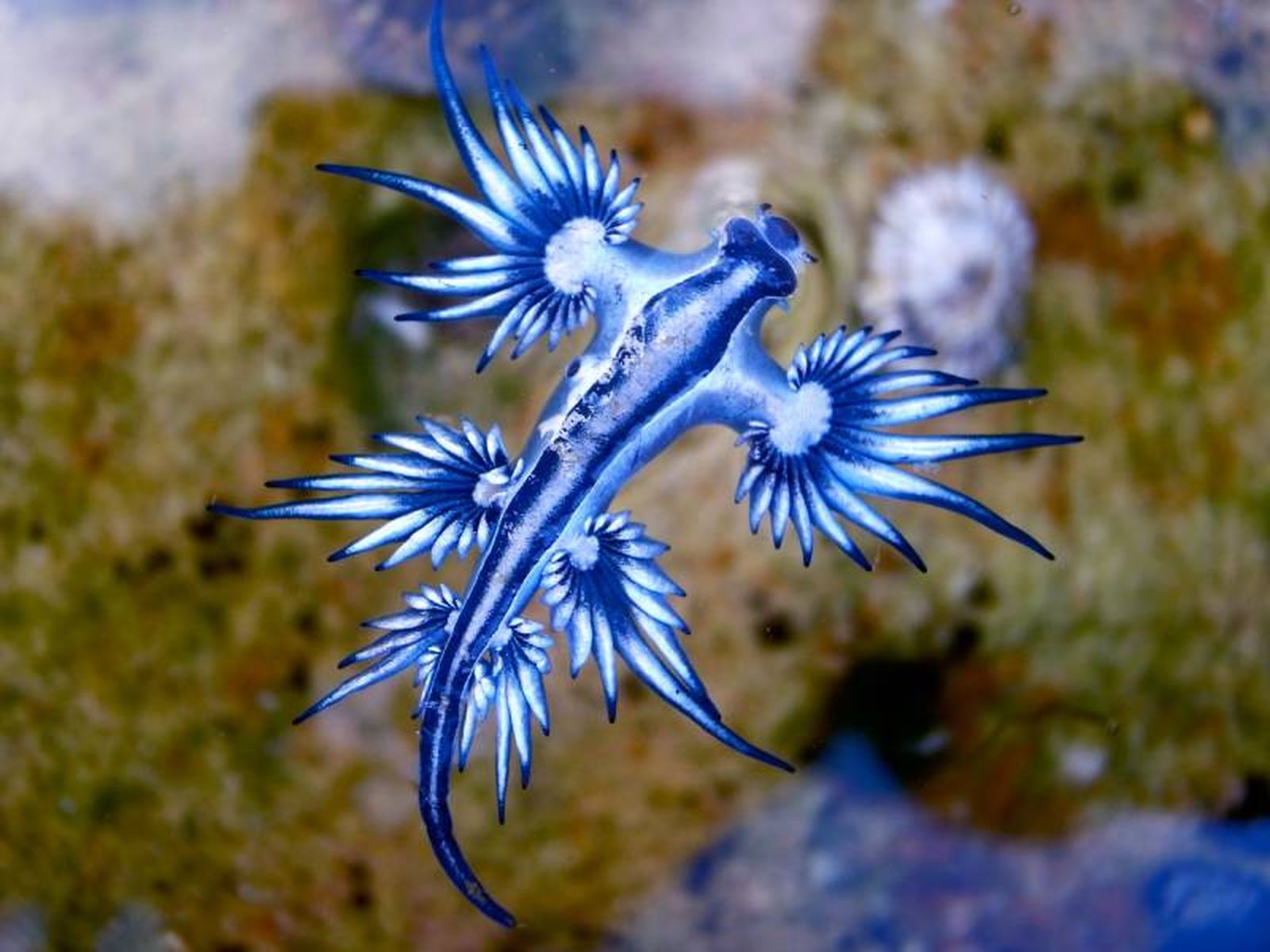 El dragón azul es un pequeño molusco de un tamaño de apenas 4 centímetros.