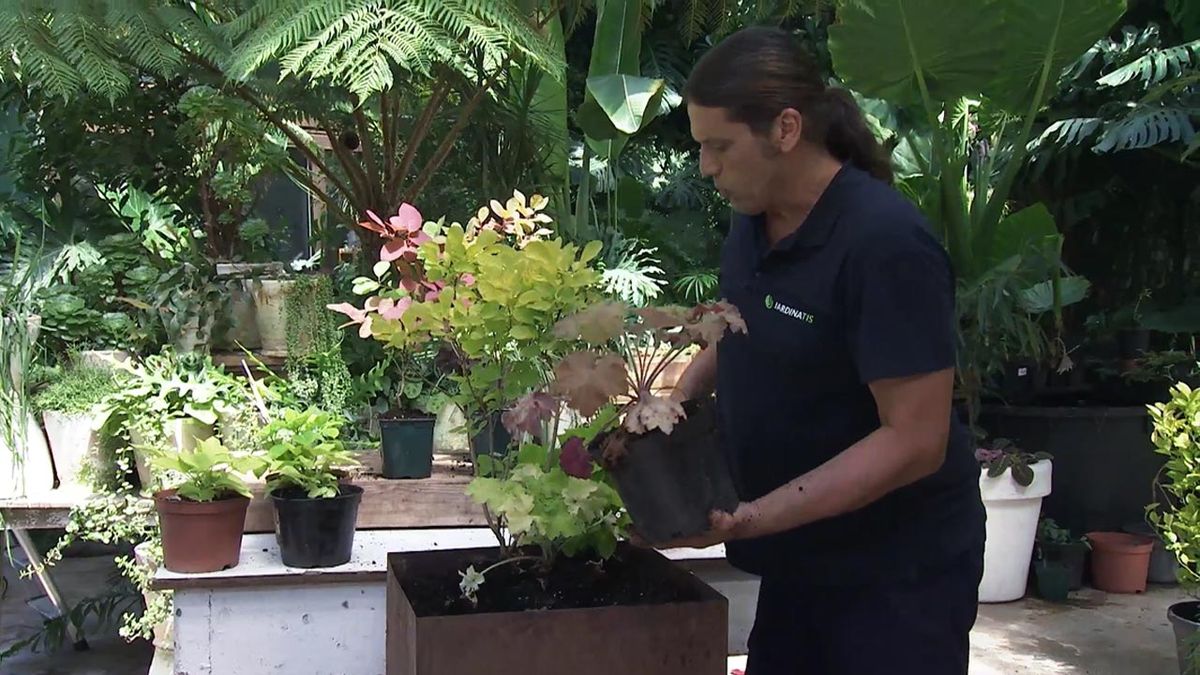 brico 1041 jardin arbol de las pelucas heucheras composicion