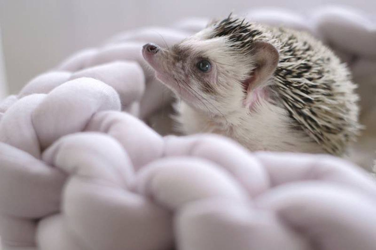 Por naturaleza, los erizos son animales limpios, aunque es fundamental mantener su jaula limpia.