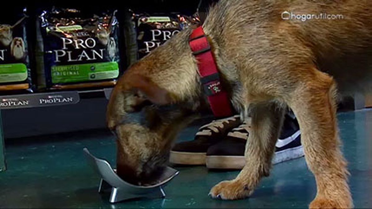 alimentacion castrados v