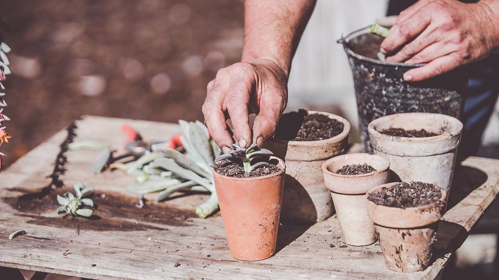 brico 1007 jardin multiplicar plantas crasas xl