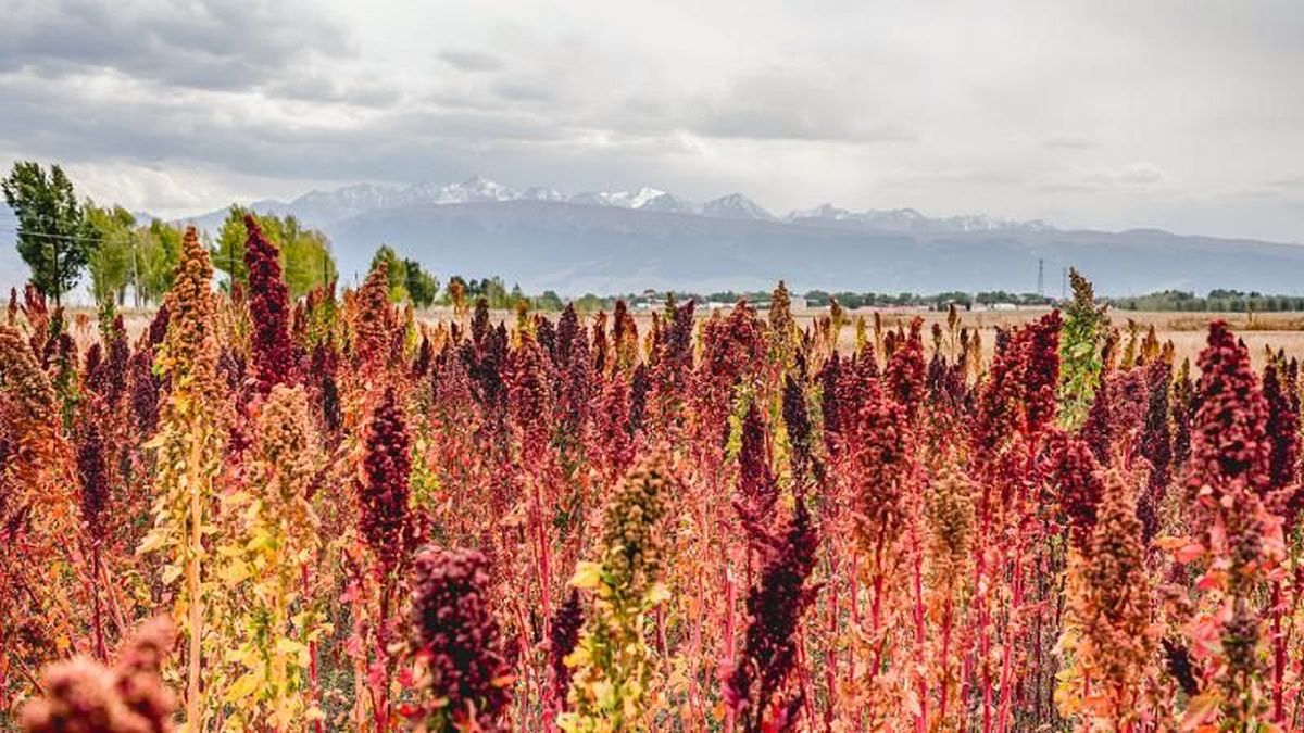 Plantación de quinoa