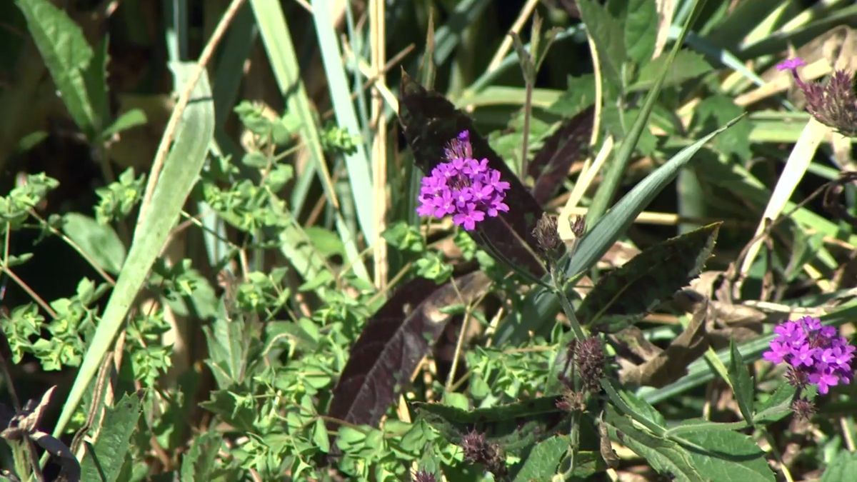 deko 708 jardineria parterre otono berbena