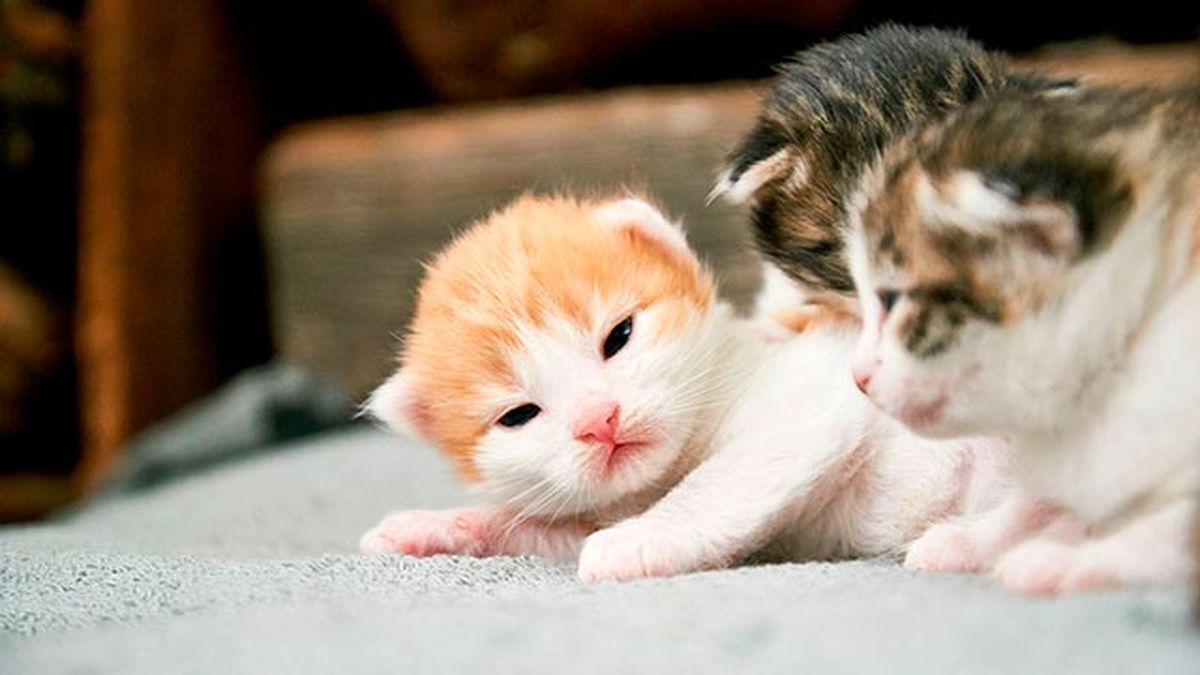 mascotas gatos cachorro estenimiento calor