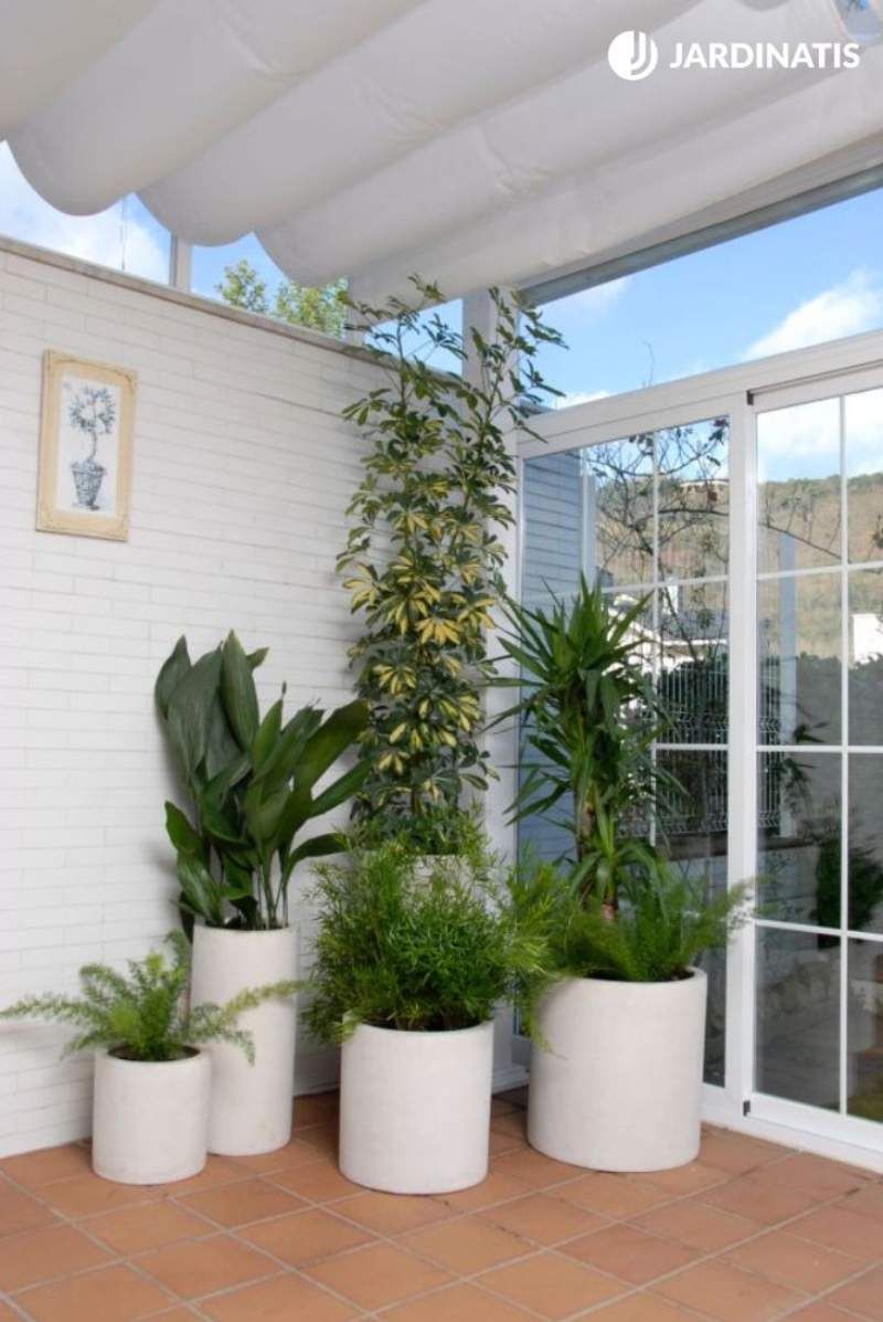 Plantas agrupadas