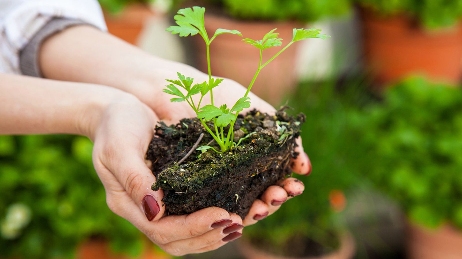 como cultivar perejil xl