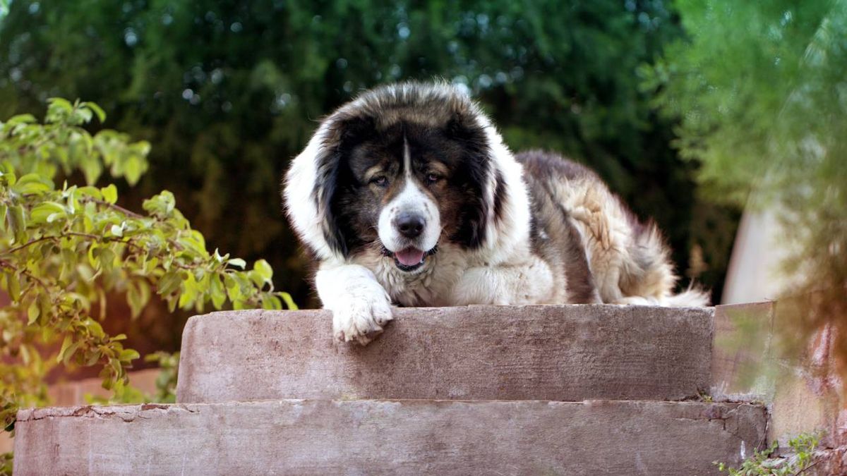 El Pastor del Caúcaso es un moloso, un perro grande y atlético