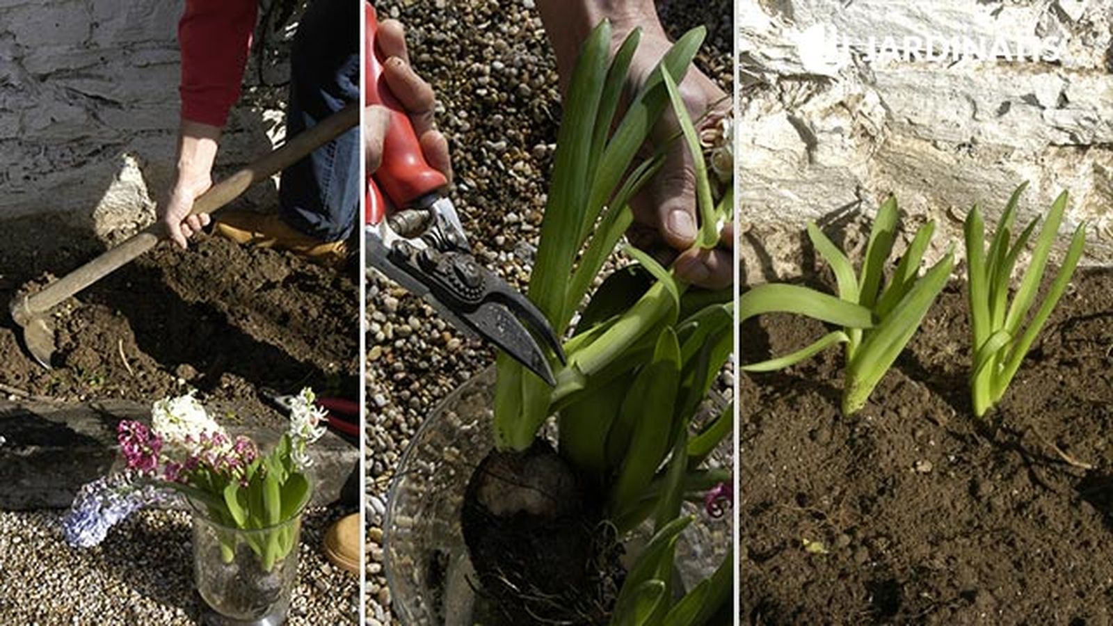 plantacion contra fachada jacintos