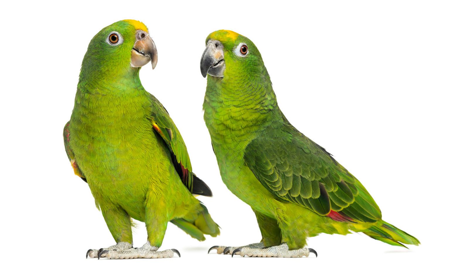 loro amazonas