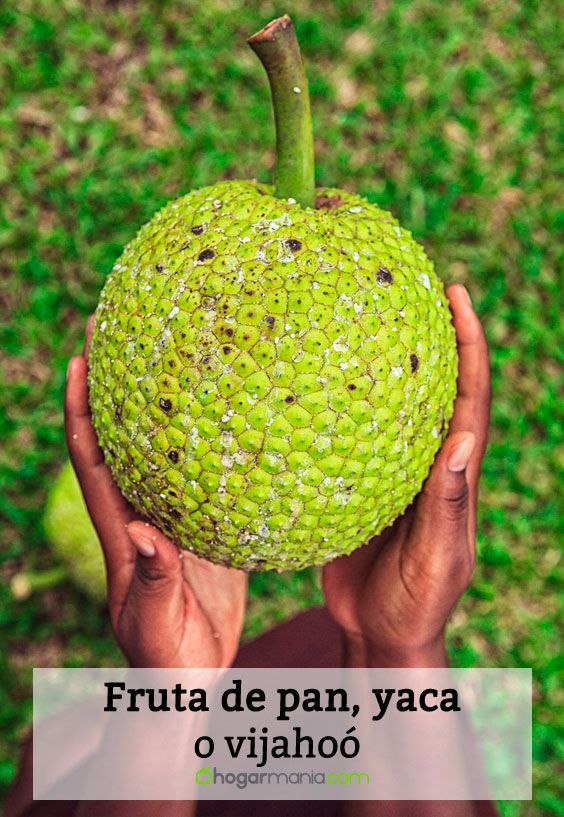 fruta de pan pin