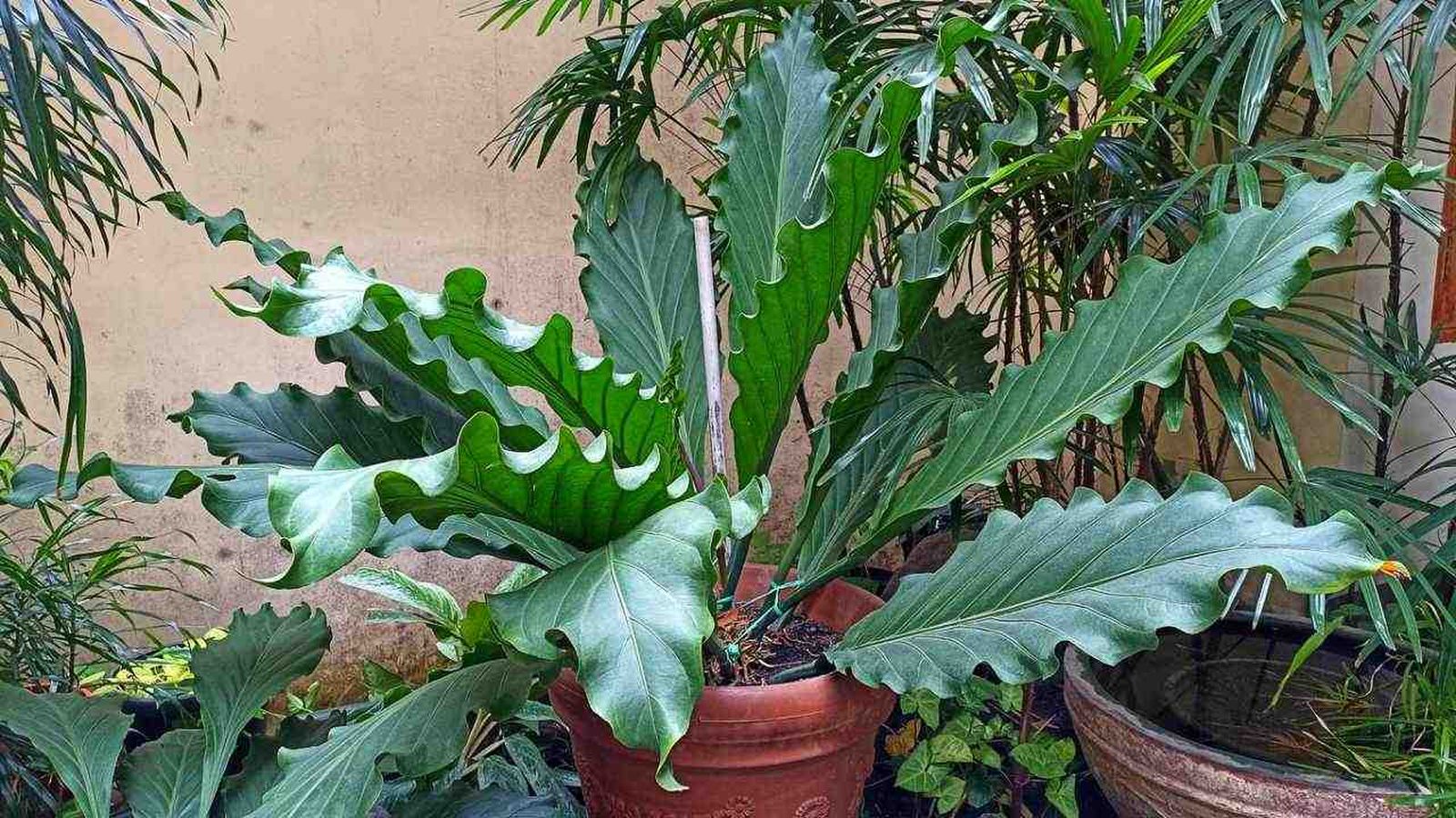 Hojas frondosas del anturio gigante o jungle king.