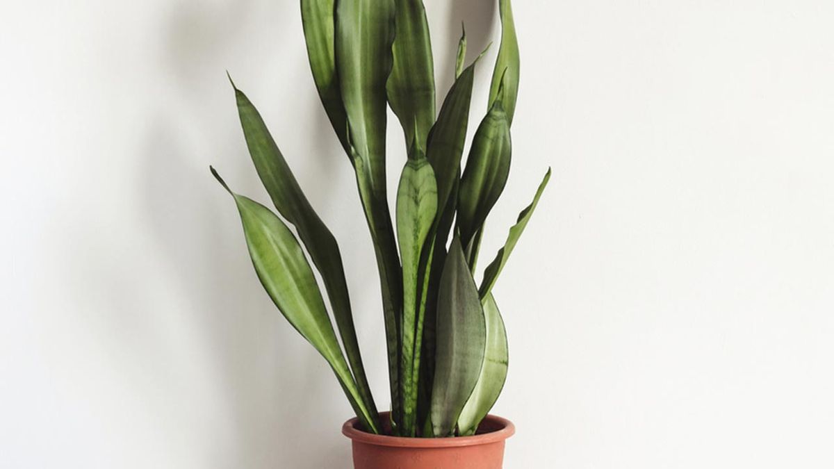 Sansevieria planta hall poca luz xl
