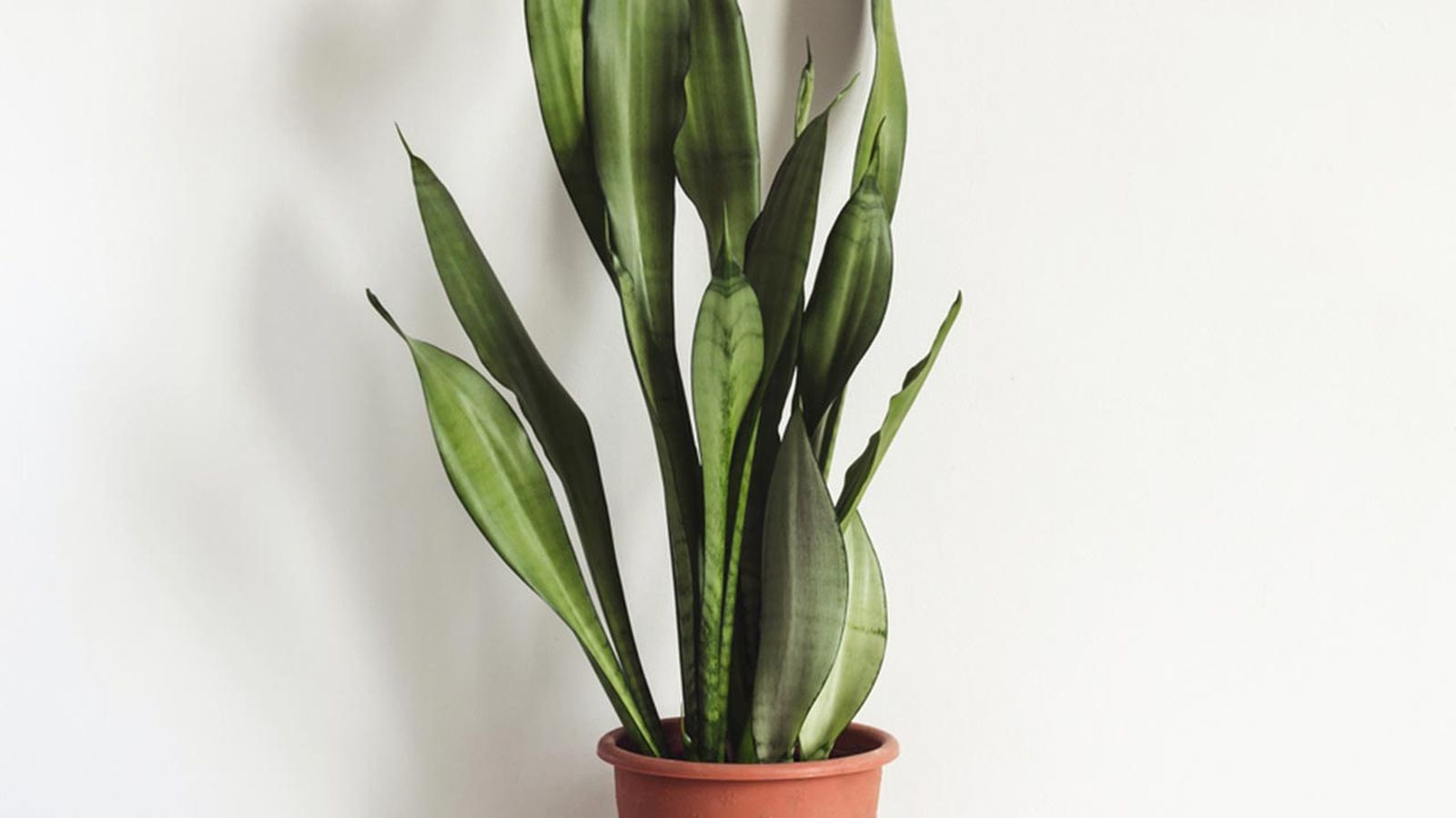 Sansevieria planta hall poca luz xl