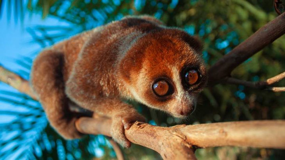 El loris perezoso es el único primate considerado venenoso