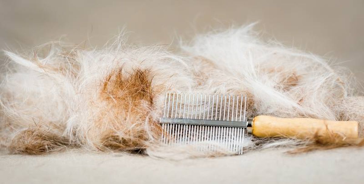 Es recomendable que esta técnica de peluquería canina sea realizada siempre por un profesional .