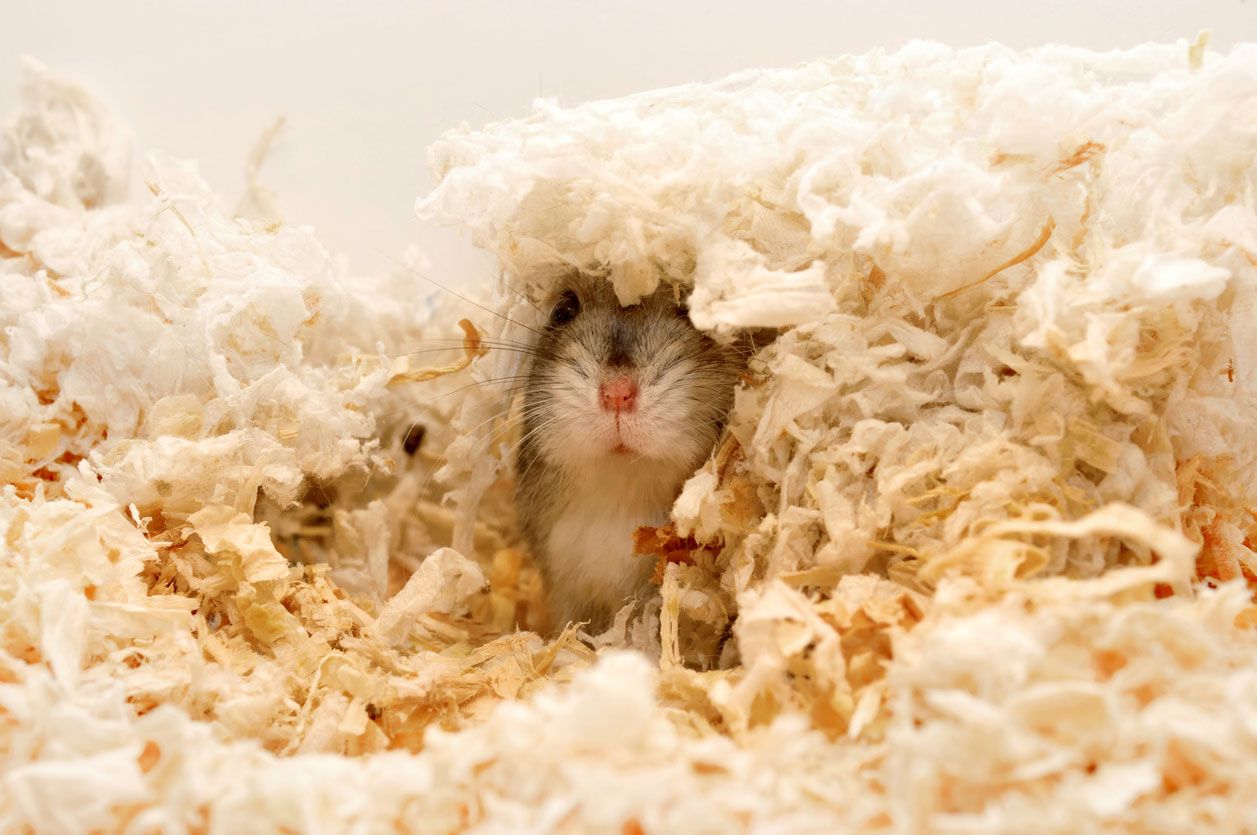 hamster nido lecho
