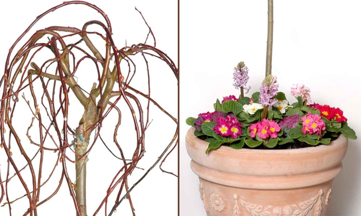 Sauce llorón en maceta