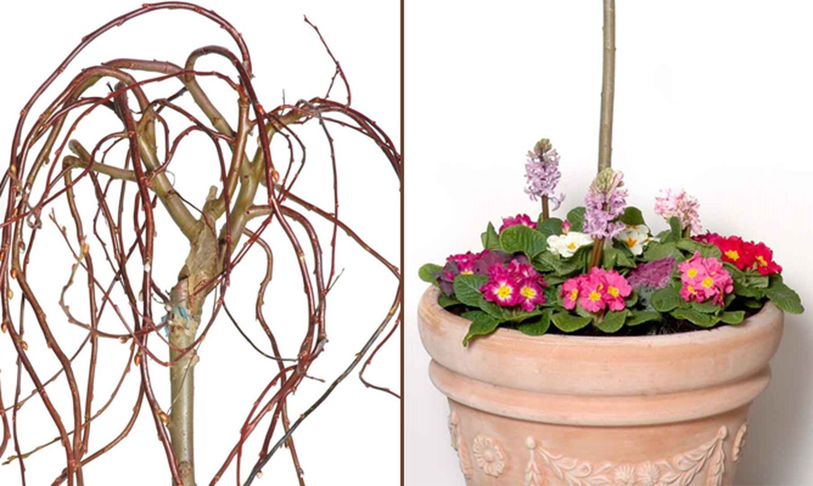 Sauce llorón en maceta