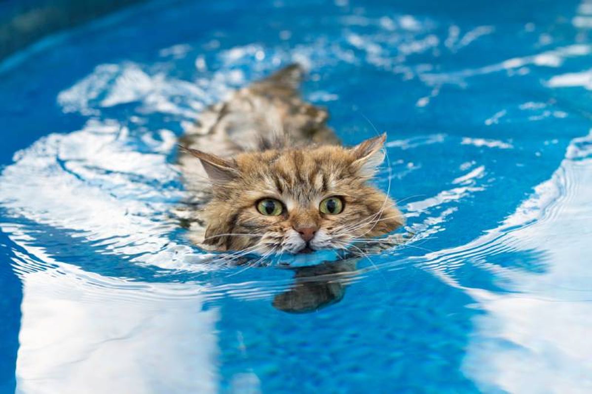 Para evitar que tu gato sufra un golpe de calor deja que se refresque en el agua