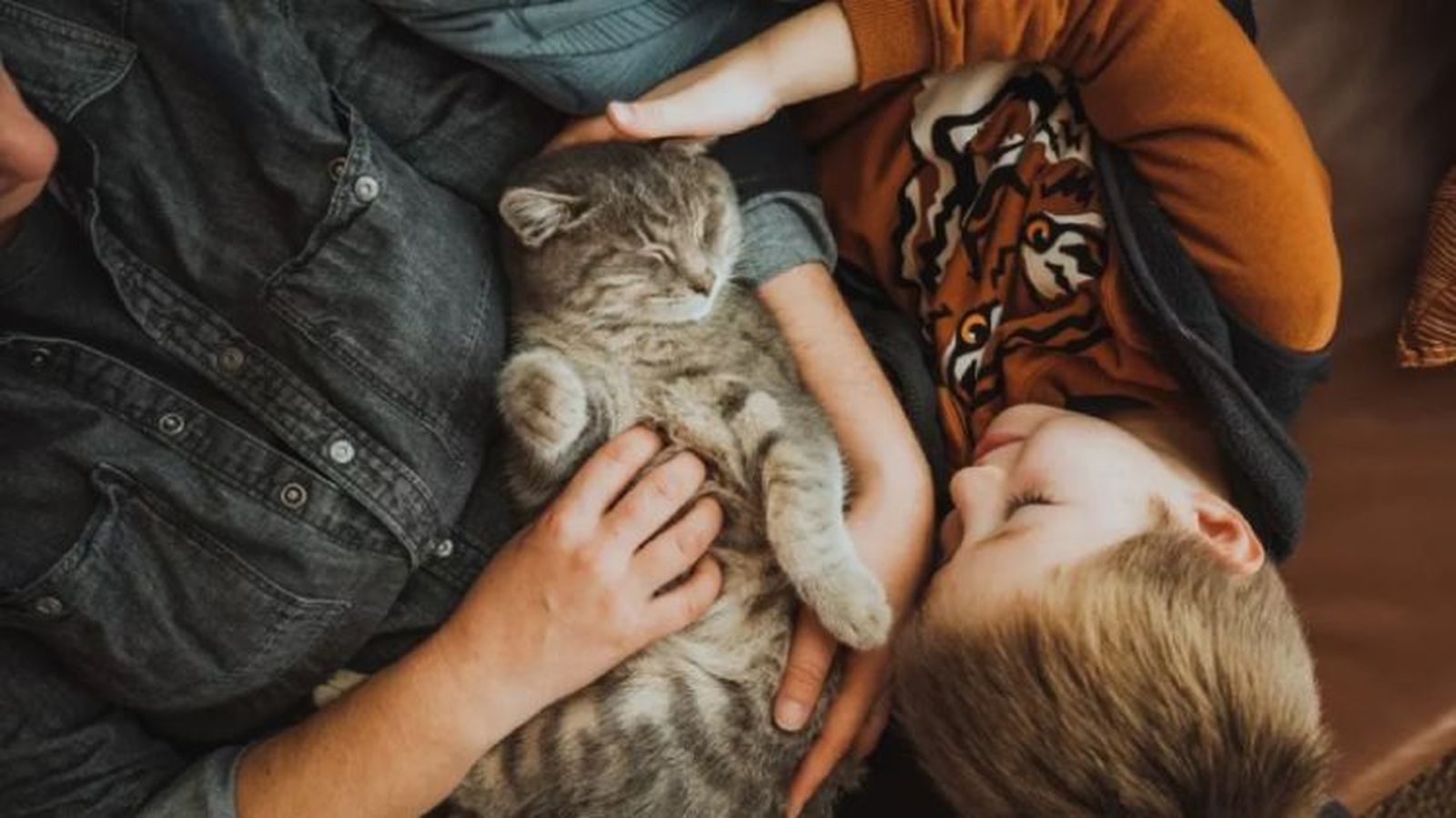frases de gatos 3