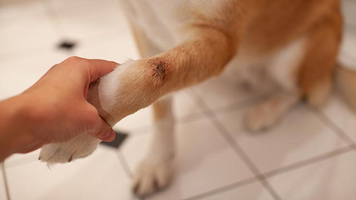 sarna perros patitas