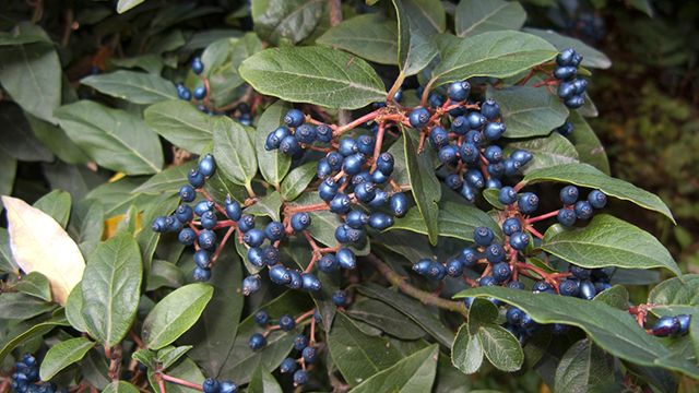 bayas del Viburnum tinus